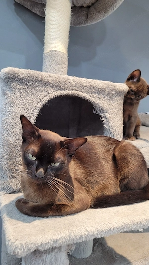Burma Kitten reinrassig   liebevoll aufgezogen, ab Juni abzugeben Bild 10