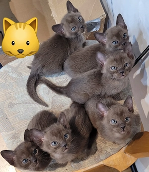 Burma Kitten reinrassig   liebevoll aufgezogen, ab Juni abzugeben Bild 6