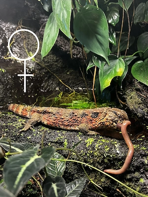 1.1 Shinisaurus crocodilurus