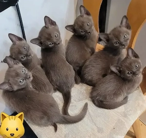 Burma Kitten reinrassig   liebevoll aufgezogen, ab Juni abzugeben
