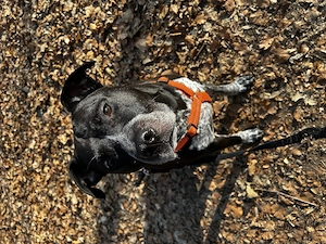 Mischlingsrüde sucht neues Zuhause 