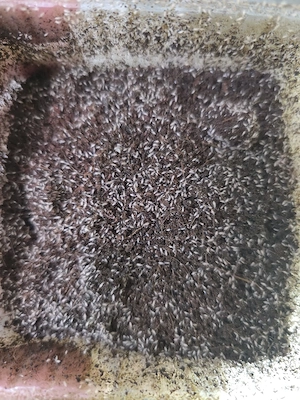 Großer Rosa Springschwanz (Sinella curviseta) 500ml