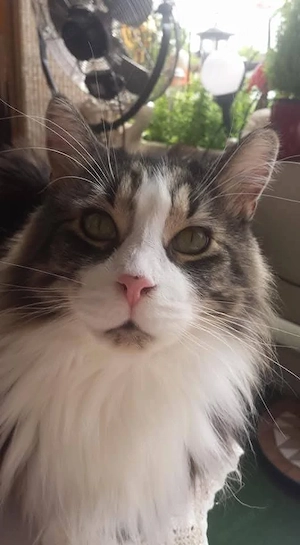 Maincoon Kater gesucht