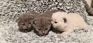 Wie suchen ein neues  Zuhause 