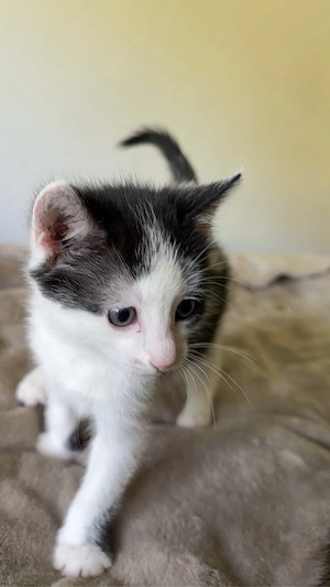 verkaufe eine wunderschöne Mädchen Katze