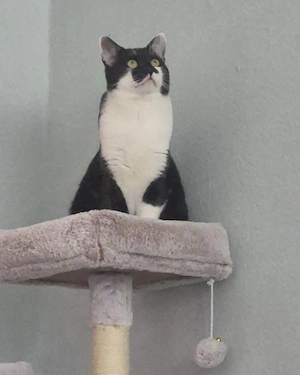 BKH Kater zu verkaufen 