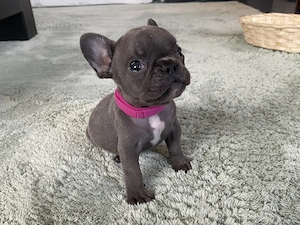 Französische Bulldoggen