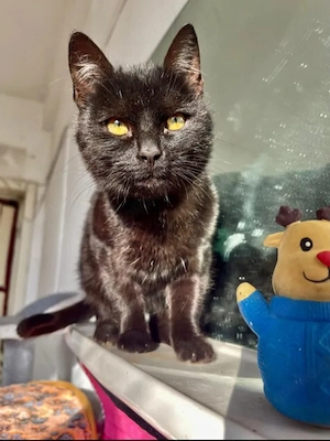 Jim Knopf Verspielter, schmusiger Kater sucht spannende Familie