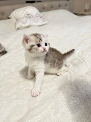 Wunderschöne BKH Kitten