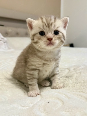 Wunderschöne BKH Kitten