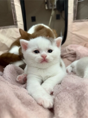 Seltene und wunderschöne BKH Kitten