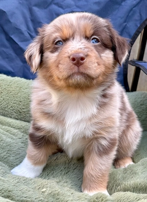 Aussiedor Welpen special Edition 