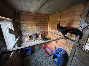 sehr schöne shoma hühner zu verkaufen 