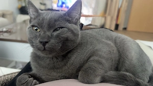 Süße Kater schweres Herzen abzugeben 