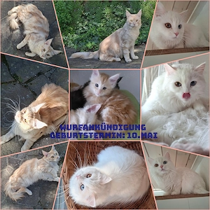 Wurfankündigung besondere, zauberhafte Kitten im Mai erwartet 