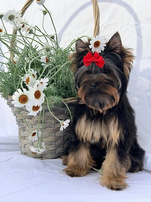 Yorkshire Terrier Welpe Rüde mit Papieren 