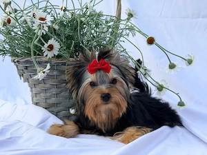 Yorkshire Terrier Welpe Rüde mit Papieren 