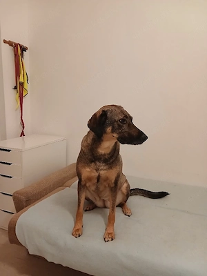 Mus meine  hundin  verkaufen erkaufen 