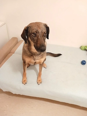 Mus meine  hundin  verkaufen erkaufen 