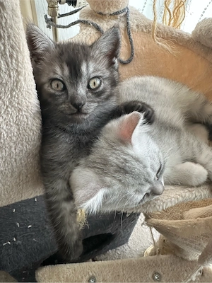 Schwarz-weiß Katzenbaby