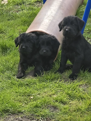 Riesenschnautzer Welpen 