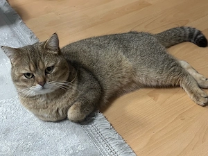 BKH-Deckkater in  Golden Shaded  (optisch wie BSH ny 11) sucht Katzendame