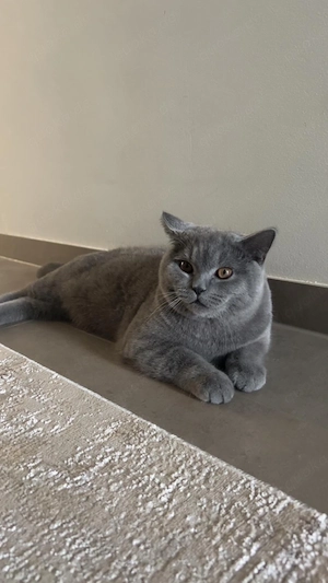 sehr süsser bkh kater abzugeben