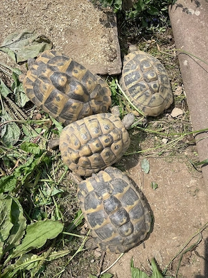 Griechische Landschildkröten zu vermitteln 