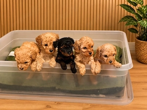 Unsere bezaubernden Maltipoo-Welpen aus liebevoller Hobbyzucht suchen ein liebevolles zuhause .