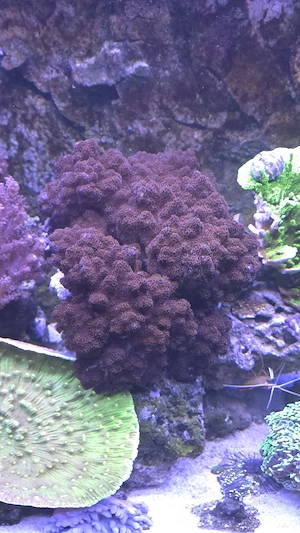 Cladiella spec. - Brokkoli-Weichkoralle Koralle Ableger