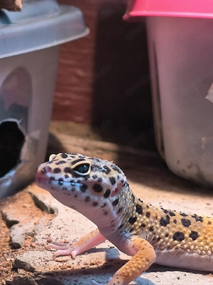 Leopartgecko Weibchen 