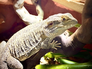 Libevolles Bartagamen weibchen