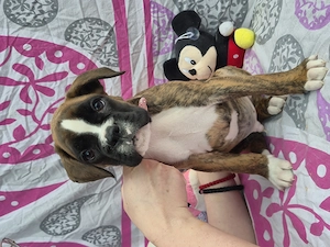 Deutsche Boxerwelpen mit FCI-Papieren