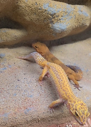 2 Leopardengeckos mit Terrarium