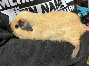 3 böckchen abzugeben 