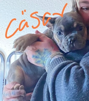 französische Bulldoggen