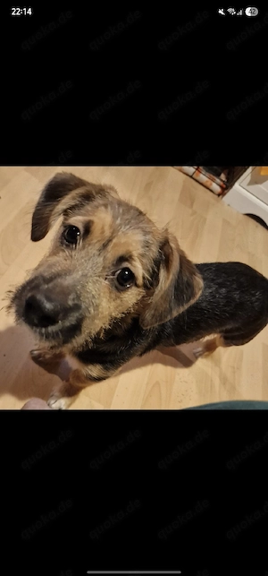 verkaufe hiermit ein hund