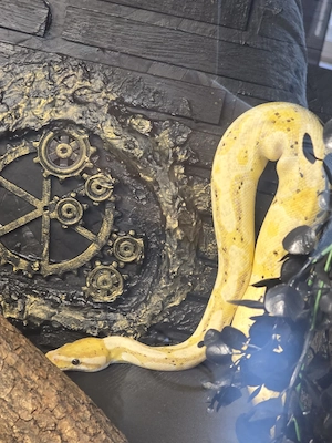 Königspython Yellow belly Banana 1.0 