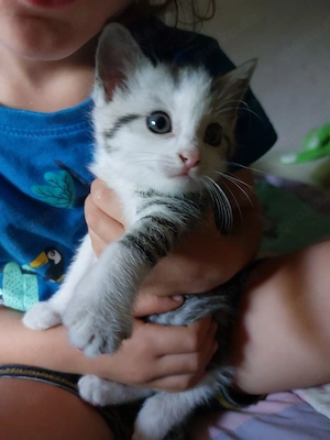 Kätzchen italienische Kurzhaarig 