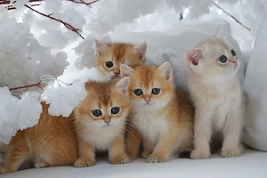 British Golden Chinchilla