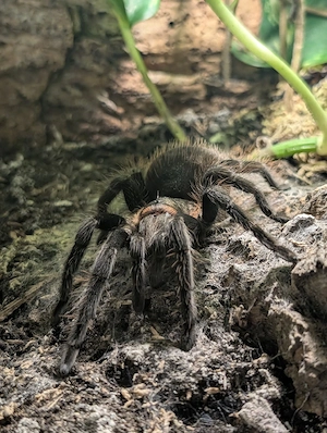 Verschiedene Vogelspinnen zu verkaufen 