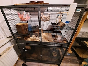 Ratten böcke gesucht dringend 