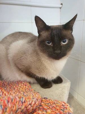 Meiling sucht ihr Zuhause - Einzelkatze, Siam