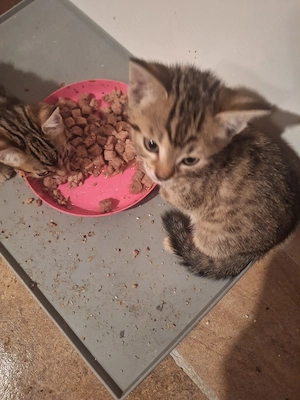 Bengal Abessinier Kitten