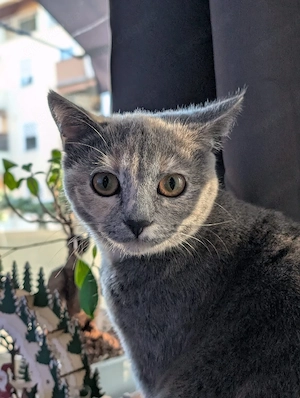 Britisch Kurzhaar Katze 10 Monate alt 