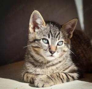 Kitten Hans und Henry suchen ihr Zuhause