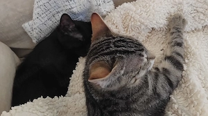 Kitten Joy und Jenni suchen ihr Zuhause