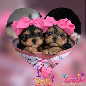 Yorkshire Terrier Mini Welpen