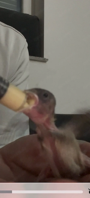 Stieglitz Kanarienvogel mix