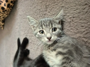 Perser toyger babykatzen Bild 2